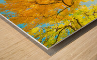 Golden Autumn Tree - Majestic Trunk and Leaves in Fall Splendor Wood print