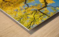 Golden Majesty - A Cottonwoods Radiant Reverie Wood print
