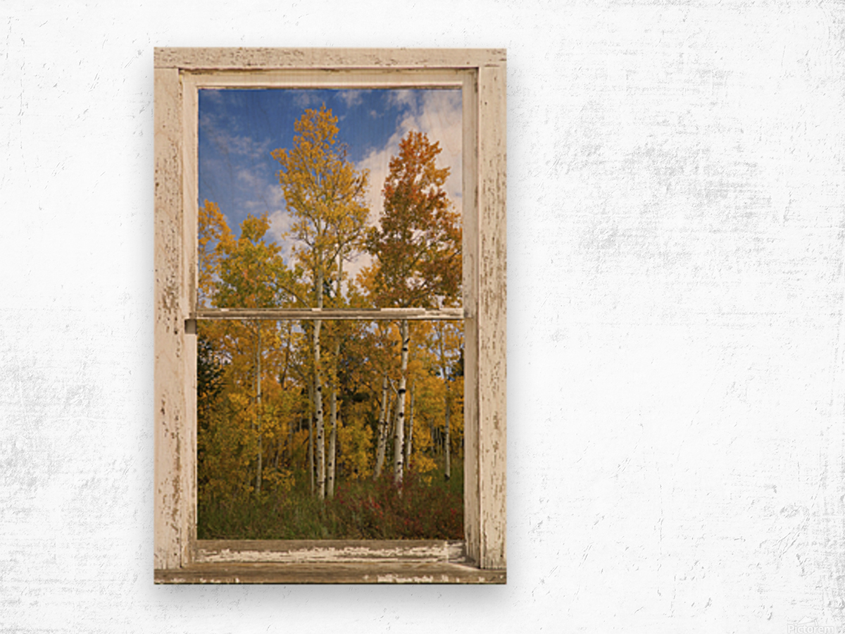 Colorado Autumn Aspens Nature Window View Wood print