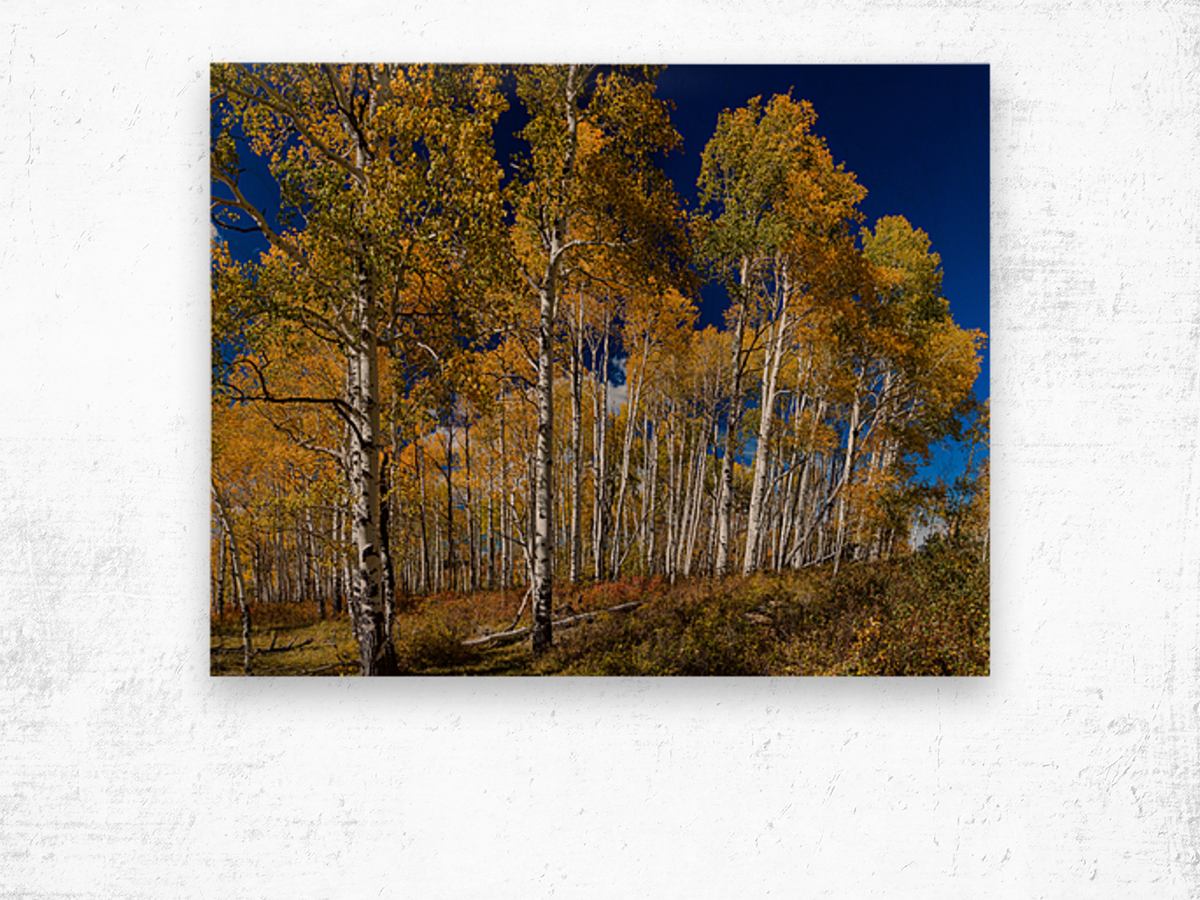 Autumn Blue Skies Impression sur bois