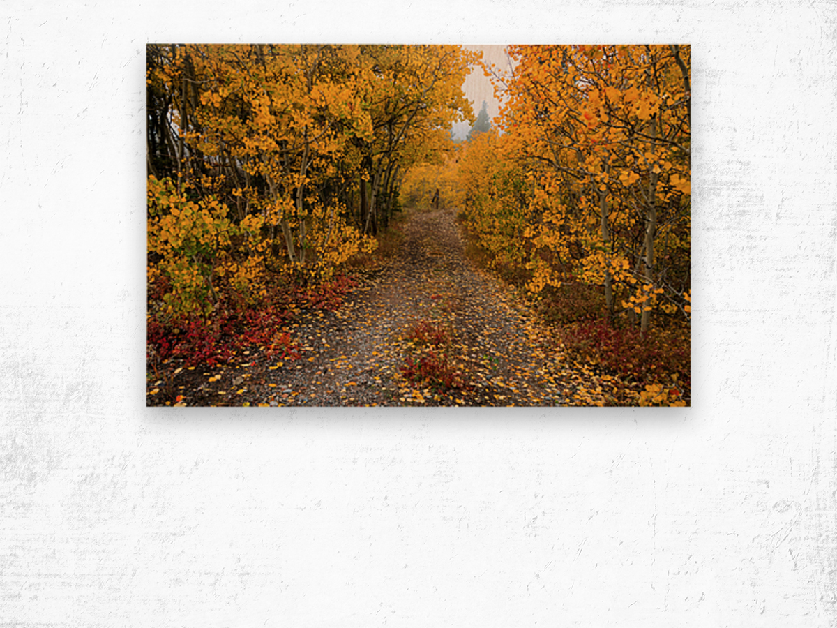 Colorful Autumn Hiking Path Wood print
