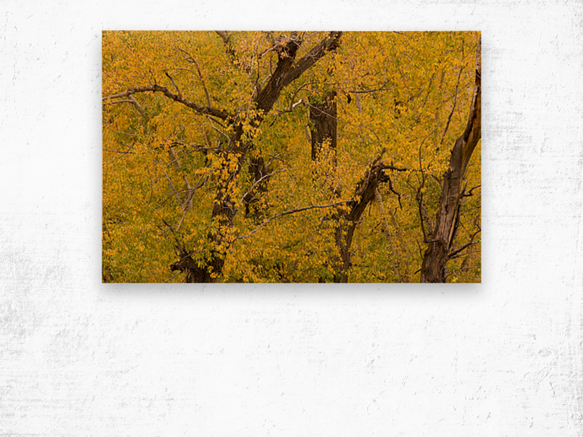 Cottonwood Tree Fall Foliage Wood print