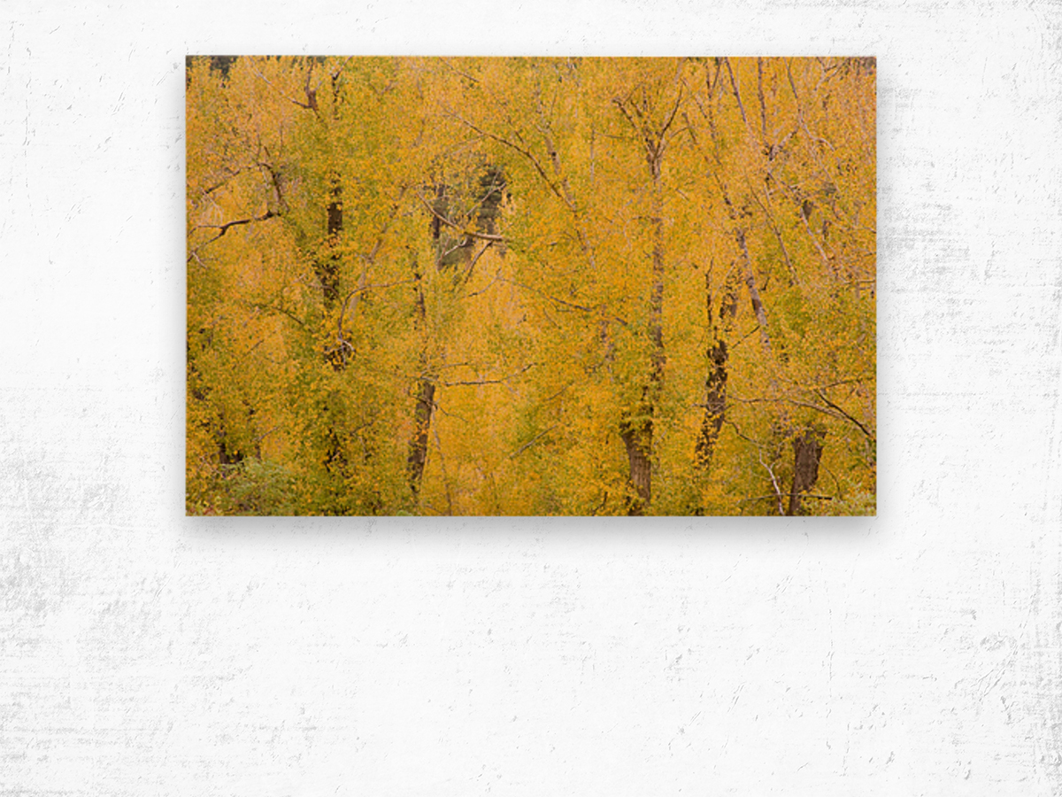 cottonwood autumn colors Impression sur bois