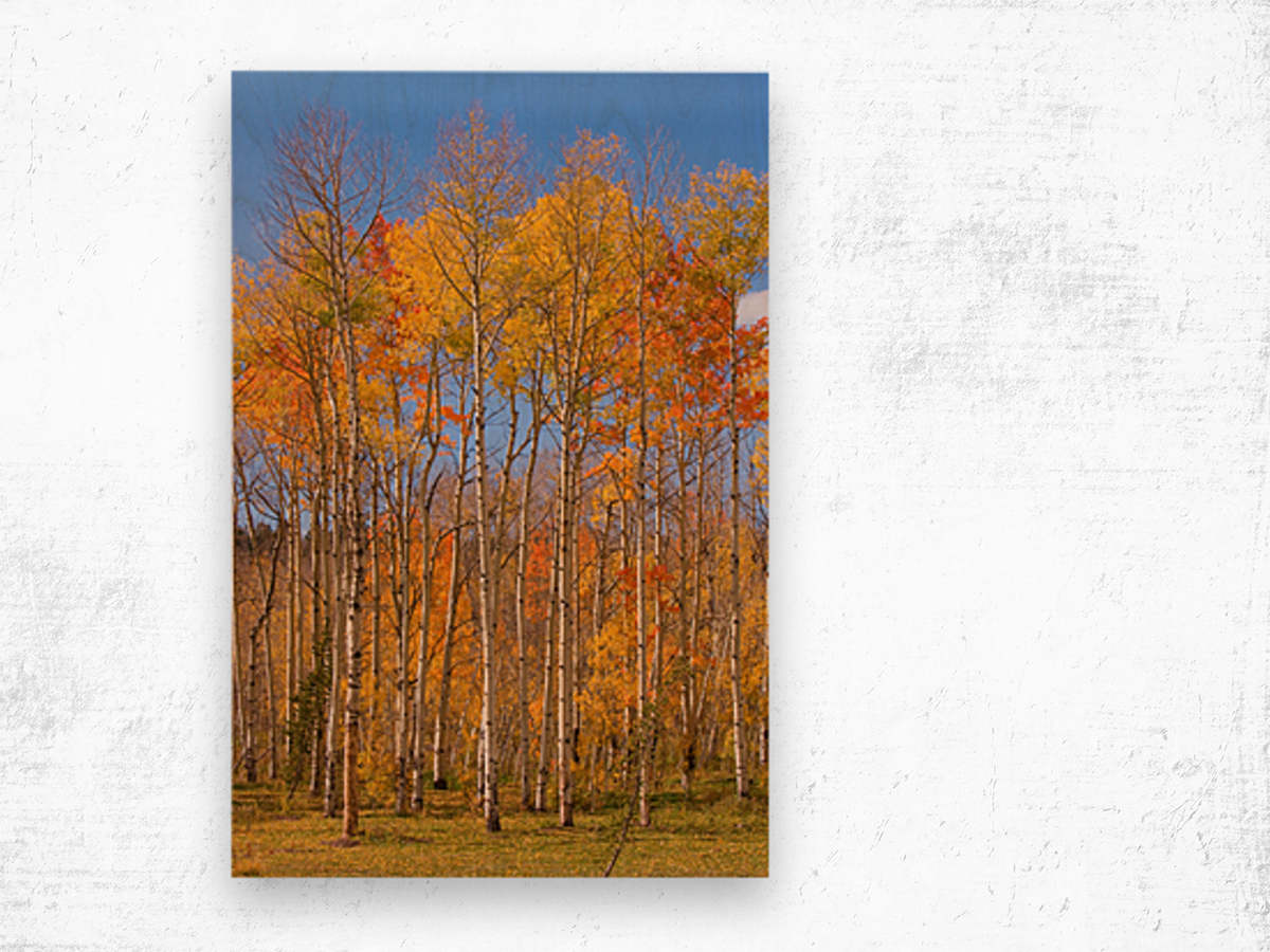 colorful colorado autumn  Wood print