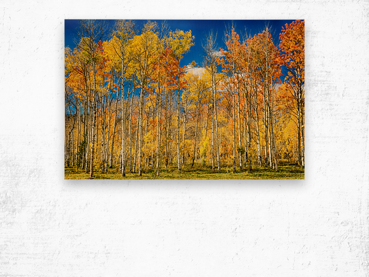 colorful colorado autumn aspen trees Wood print