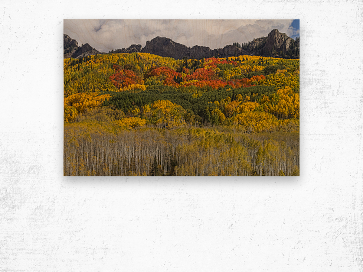 Colorado Kebler Pass Fall Foliage Wood print
