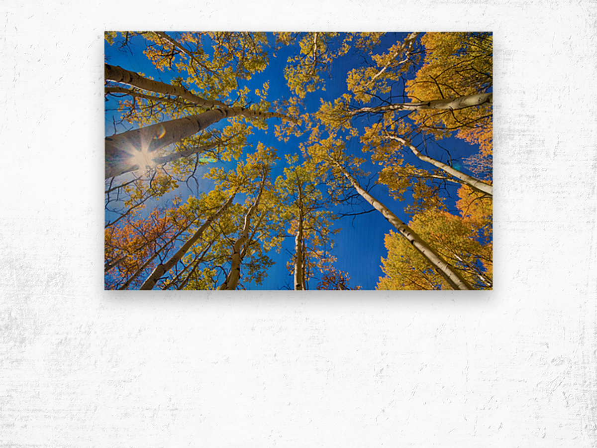 Autumn Aspen Magic Impression sur bois