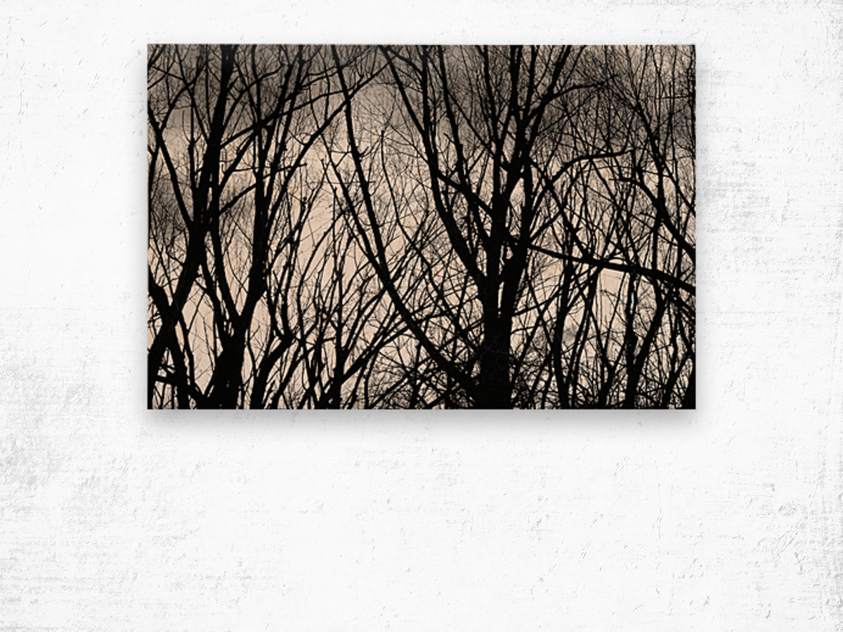 Tree Branches Into The Night Wood print