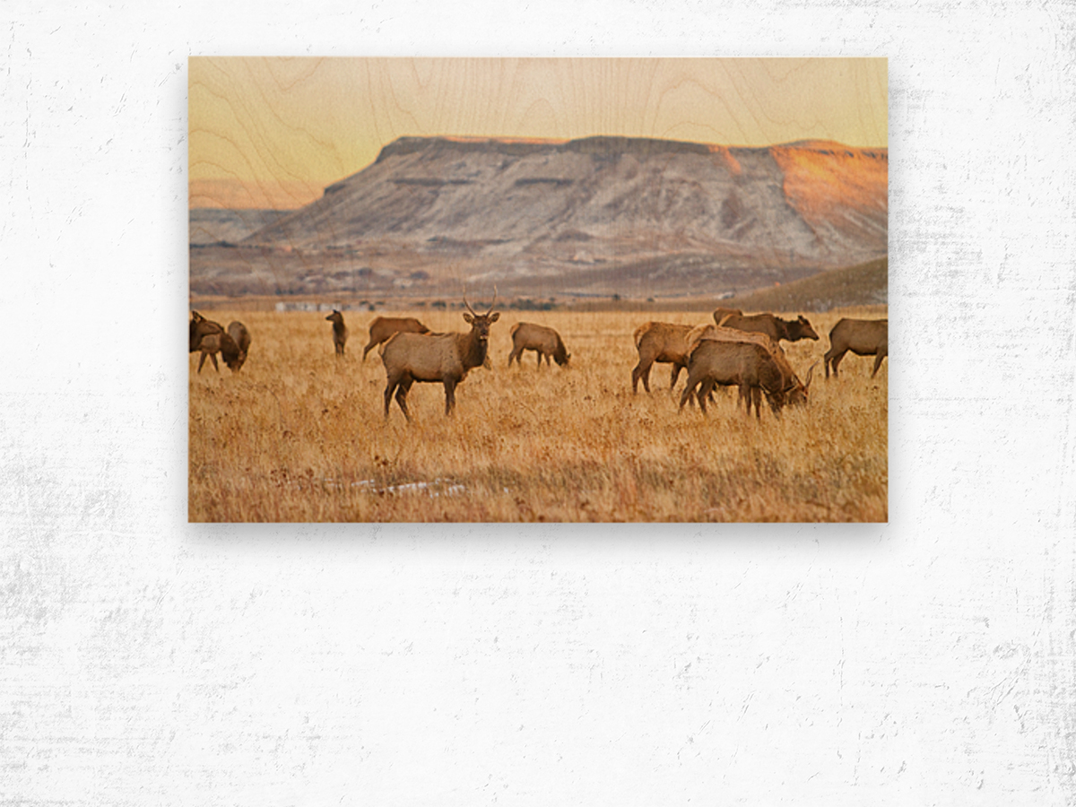 Elk Heard Grazing Rocky Mountain Foothills Wood print