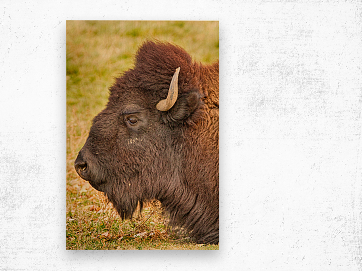 Bison Headshot Profile a Wood print