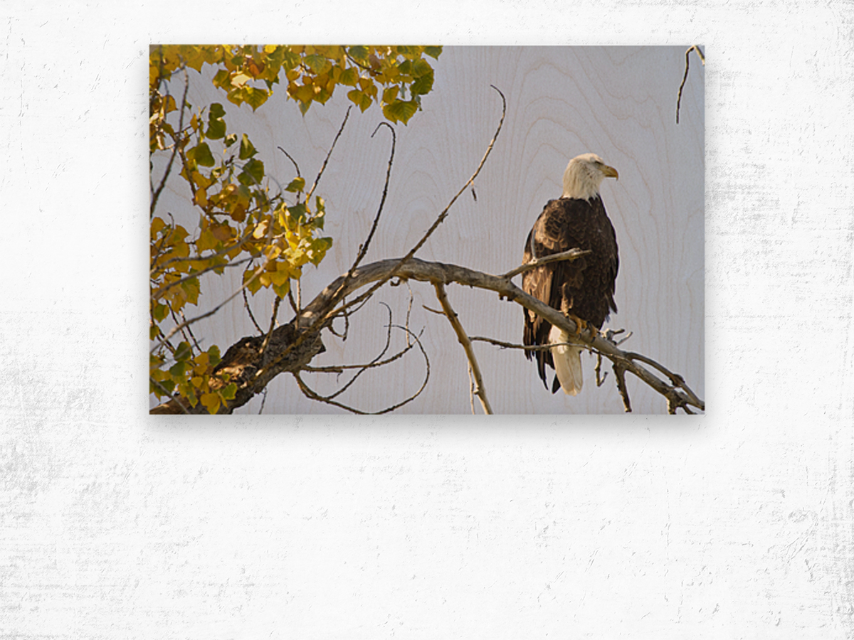 Eagle Watching Wood print