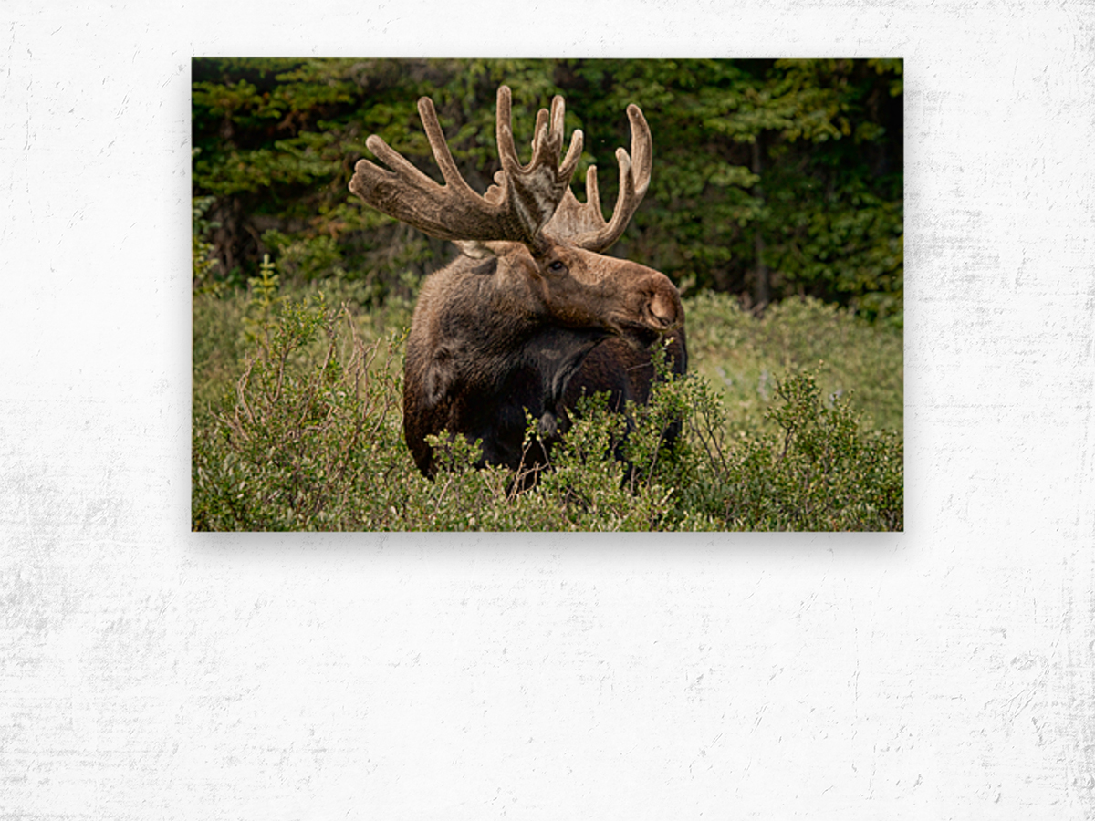 Bull Moose Wild Impression sur bois