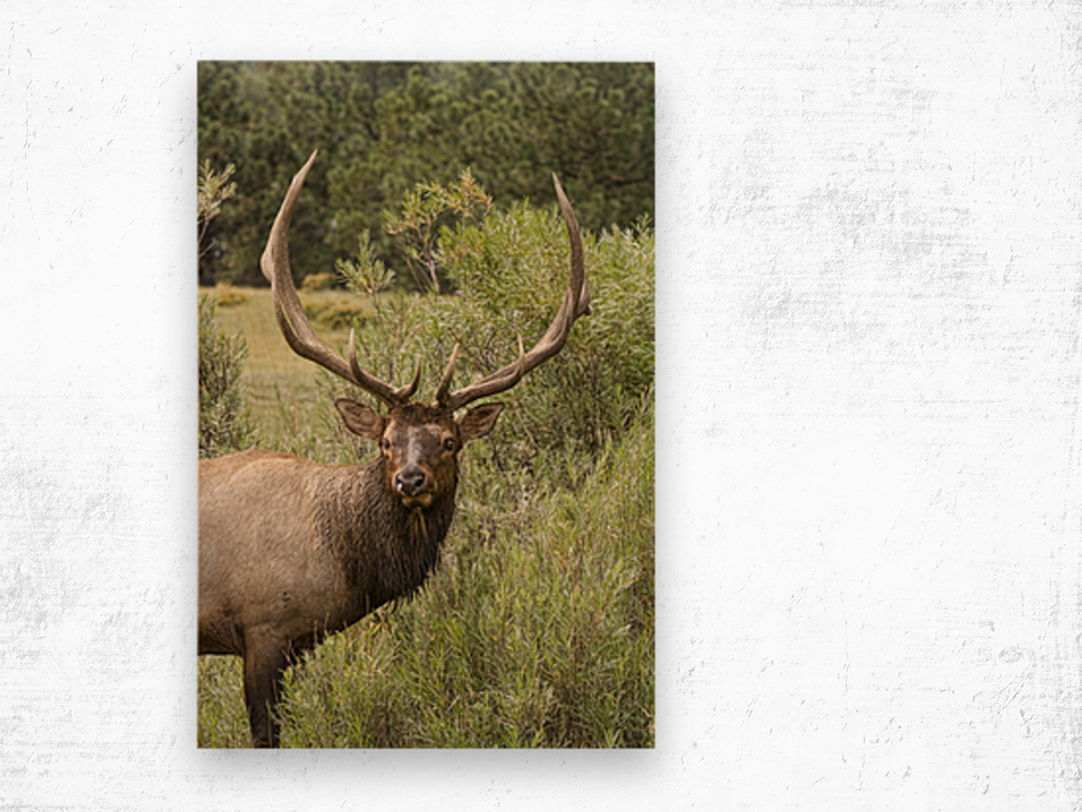 Bull Elk Eyes Wood print