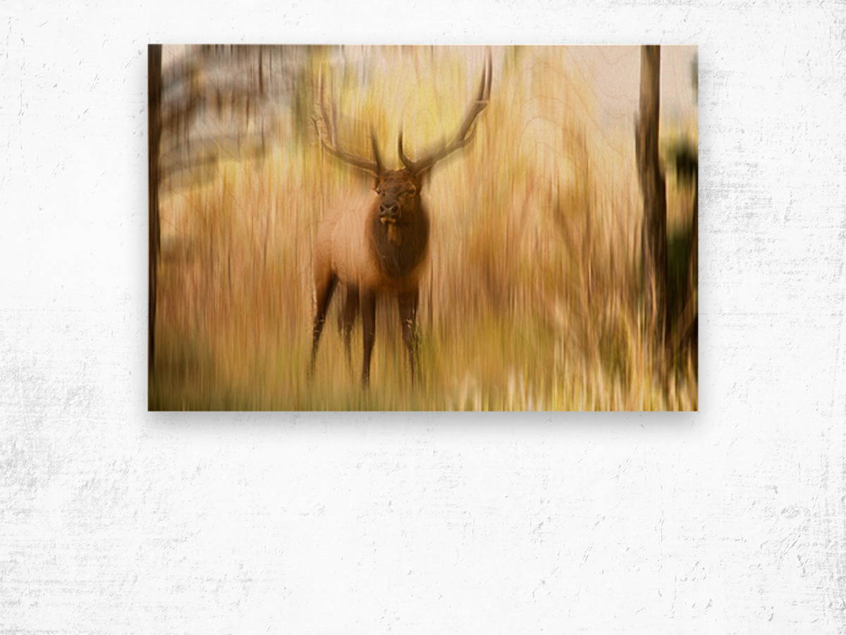 Bull Elk Forest Dreaming Wood print