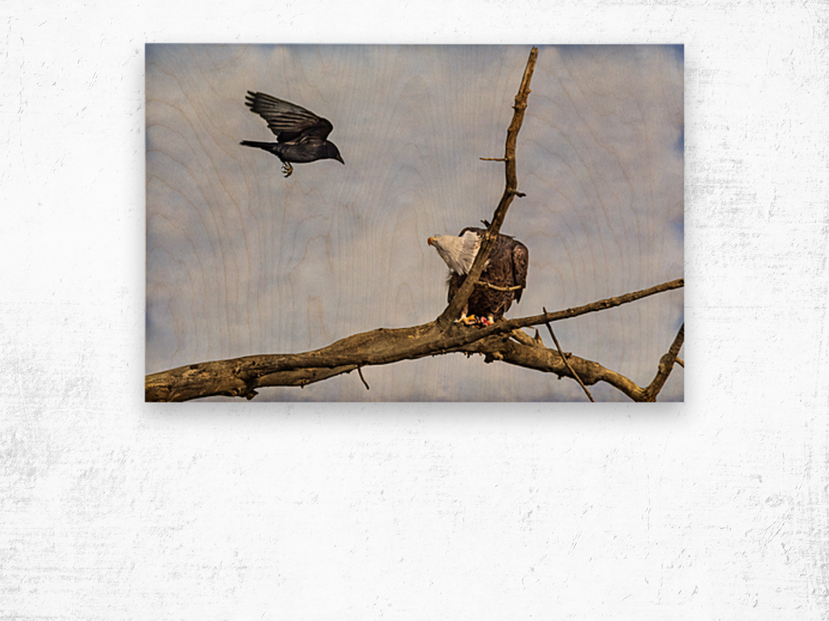 Crow Attacking Bald Eagle Wood print