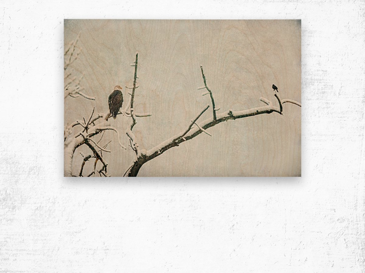 Bald Eagle Little Birdie Wood print