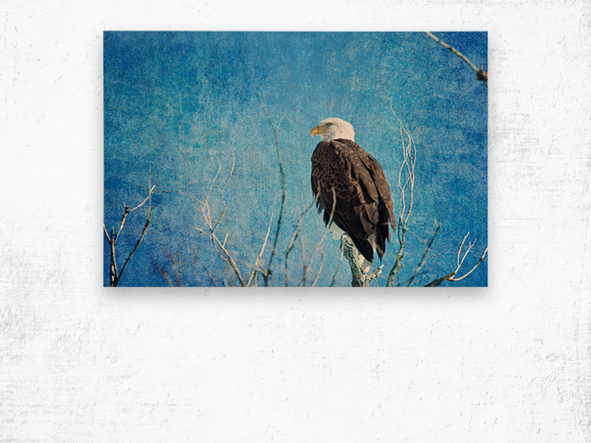 Bald Eagle Blues Wood print