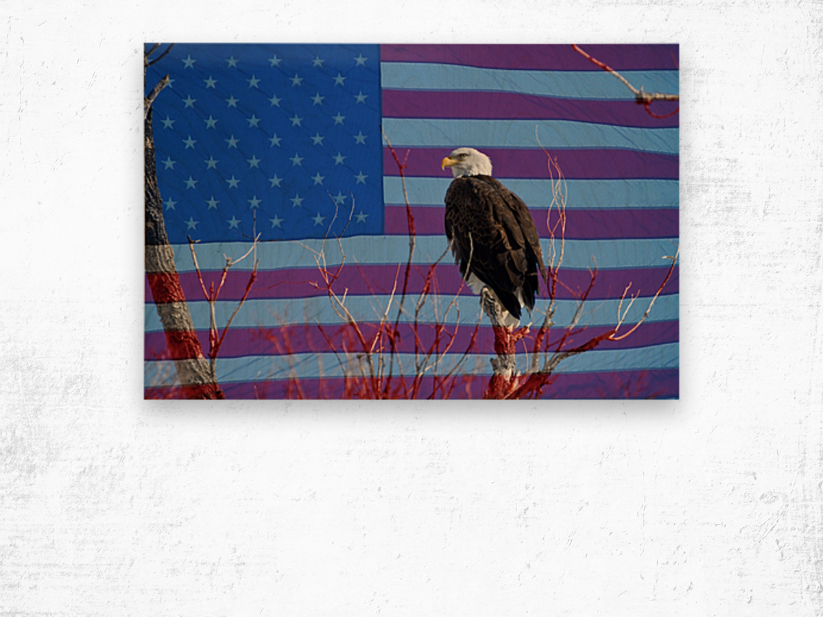 American Bald Eagle 3 Wood print