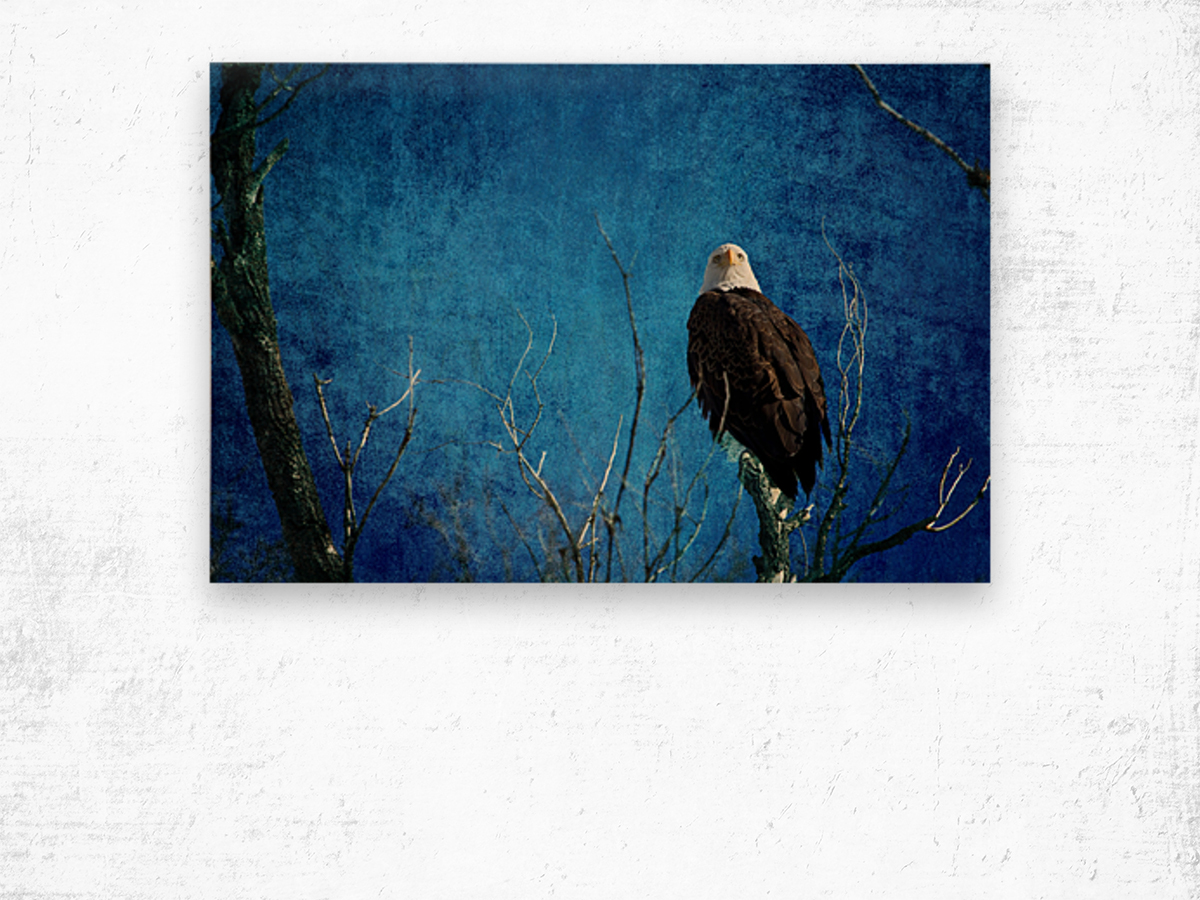 Bald Eagle Blues Into Night Wood print